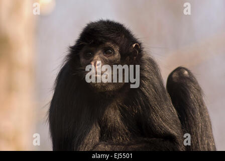 Ein Porträt von einem Gefangenen Black-headed Klammeraffe, Ateles fusciceps Stockfoto