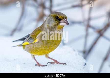 Europäischen Grünfink (Zuchtjahr Chloris) Stockfoto