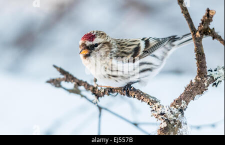 Gemeinsame Redpoll (Zuchtjahr Flammea) Stockfoto