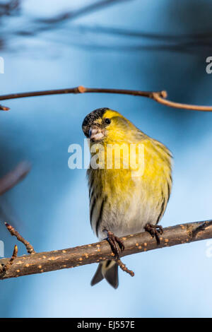Männliche eurasischen Zeisig (Zuchtjahr Spinus) Stockfoto