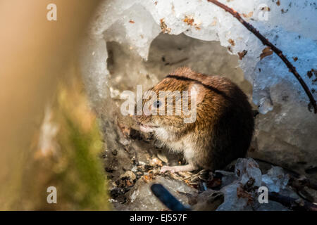 Rötelmaus (Myodes Glareolus) Stockfoto