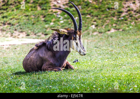 Männliche Rappenantilopen auf den Ebenen des Hwange National Park Stockfoto