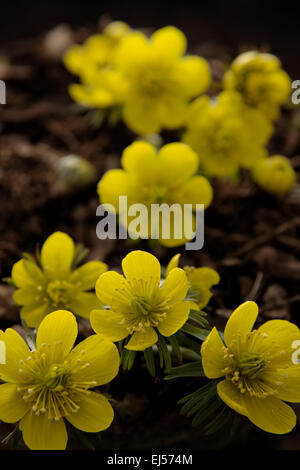 Eranthis Hyemalis Cilicica Gruppe Stockfoto