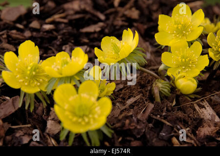 Eranthis Hyemalis Cilicica Gruppe Stockfoto