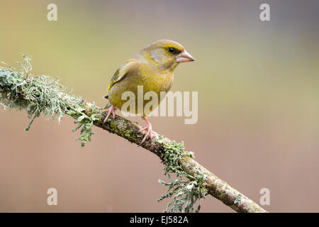 Grünfink Carduelis chloris auf Flechten bedeckt Zweig im Winter Stockfoto