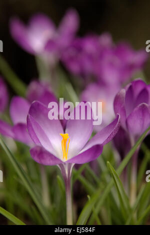 Krokus "Ruby Giant" Stockfoto