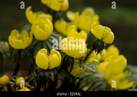 Eranthis Hyemalis Cilicica Gruppe Stockfoto