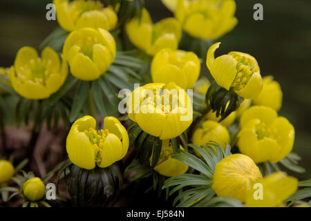 Eranthis Hyemalis Cilicica Gruppe Stockfoto