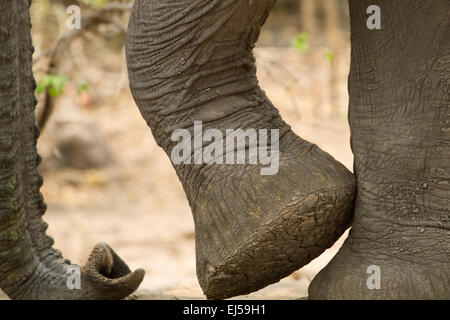 Nahaufnahme von afrikanischen Elefanten Vorderpfoten und Stamm im Chobe Nationalpark, Botswana, Afrika Stockfoto
