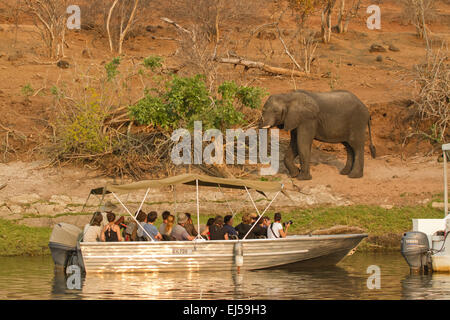 Ausflugsboote beobachten einen Elefanten Essen am Chobe Fluss, Chobe Nationalpark, Botswana, Afrika Stockfoto