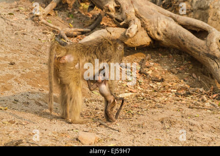 Chacma (oder Cape) Pavian-Mutter mit ihrem Säugling stand neben ihr, entlang des Chobe Flusses im Chobe Nationalpark, Botswana Stockfoto