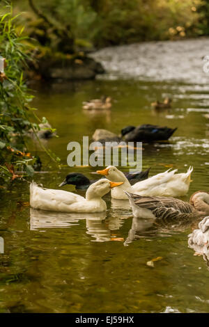 Eine Herde von Peking und Cayuga Freilandhaltung Hausenten beitreten inländischen chinesischen Gans und wild Mallard Enten in einem stream Stockfoto