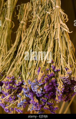 Chargen von hängenden Lavendel im Herbst City Farms, Fall City, Washington, USA Stockfoto