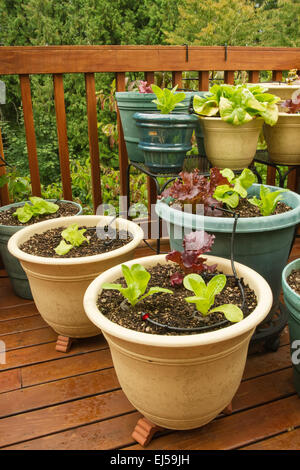 Lätzchen und Redleaf Salat wächst in Containern auf einem Holz-deck in Issaquah, Washington, USA Stockfoto