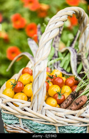 Korb mit frisch geernteten Produkte, einschließlich rote Kirschtomaten, gelbe (Gold-Nugget) Cherry-Tomaten, grüne Bohnen & Karotten Stockfoto