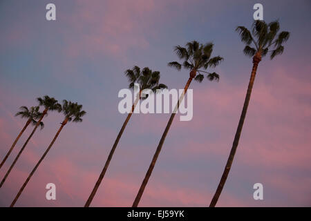 Palmen am Sonnenaufgang, Ventura, Kalifornien, USA Stockfoto