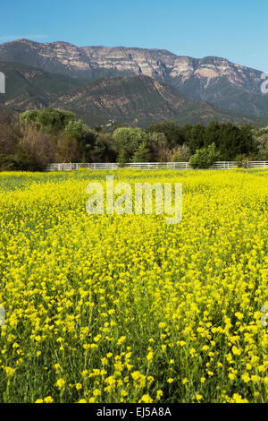 Gelbsenf und Topa Topa Bergen im Frühjahr, obere Ojai, Kalifornien, USA Stockfoto