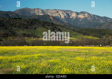 Gelbsenf und Topa Topa Bergen im Frühjahr, obere Ojai, Kalifornien, USA Stockfoto