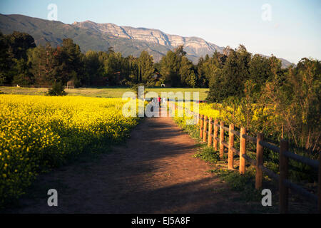 Spazierweg durch Gelbsenf in Richtung Topa Topa Berge im Frühling, Ojai, Kalifornien, USA Stockfoto