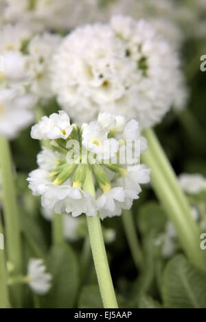 Primula Verbreitungsgebiet var. Alba Stockfoto