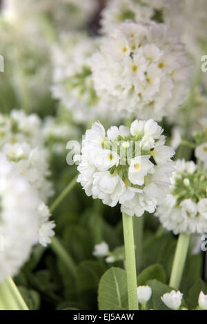 Primula Verbreitungsgebiet var. Alba Stockfoto