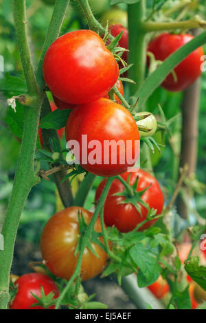 Nahaufnahme von frischen roten Tomaten noch an der Pflanze Stockfoto