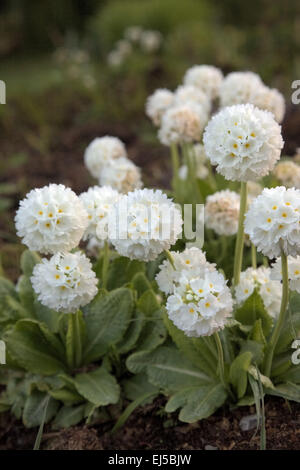 Primula Verbreitungsgebiet var. Alba Marwood Hill Garden - am frühen Morgen in Mitte April Stockfoto