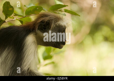 Kirks Red Colobus Affen, (Procolobus Kirkii) in den Jozani Forest Reserve, Sansibar, Tansania. Ein Blatt essen Affen Nameed achtern Stockfoto