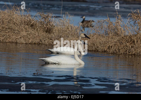 Trumpeter Schwäne schwimmen bei CREX an. Stockfoto