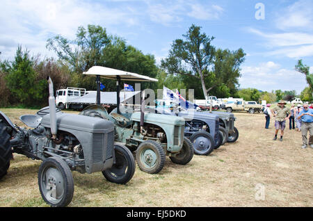 Restaurierte alte grau Ferguson Traktoren auf dem Display bei einer ländlichen Show. Bendemeer Australien Stockfoto