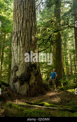 Ein männlicher Wanderer schaut hinauf zum alten Riesenwuchs Douglasie im pazifischen Nordwesten Stockfoto