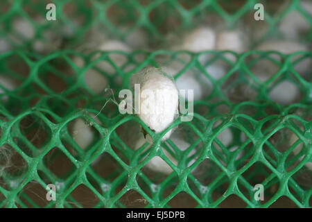 weiße Seidenraupe Kokon in der farm Stockfoto