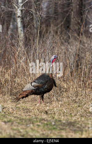 Osttürkei Wild im Frühjahr Stockfoto