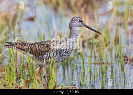 Größere Yellowlegs auf Nahrungssuche in einem nördlichen Wisconsin Feuchtgebiet Stockfoto