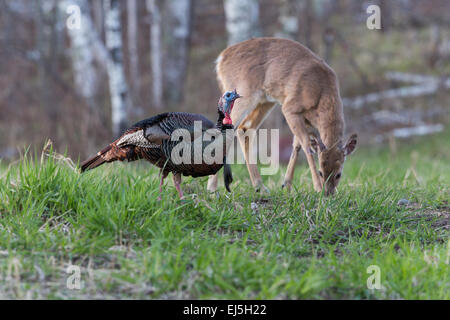 Wild-Osttürkei - männlich Stockfoto