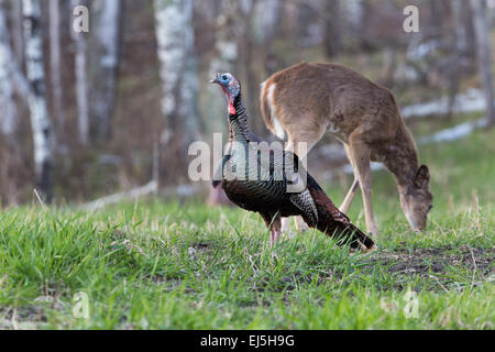 Wild-Osttürkei - männlich Stockfoto