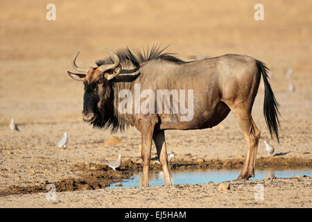 Gnus (Connochaetes Taurinus) an einer Wasserstelle, Kalahari-Wüste, Südafrika Stockfoto