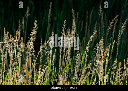 Silberne Gräser im frühen Morgenlicht Stockfoto