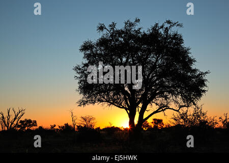 Sonnenuntergang mit Silhouette afrikanischen Akazien, Kalahari-Wüste, Südafrika Stockfoto