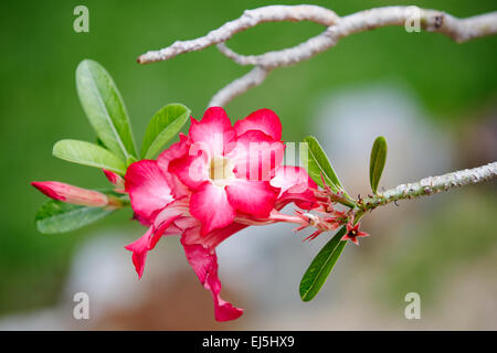 Die Wüste rose Blumen. Wissenschaftlicher Name: Adenium Obesum. Mui Ne, Provinz Binh Thuan, Vietnam. Stockfoto