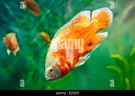 Der Oskar-Fisch (Astronotus ocellatus) schwimmt im Aquarium. Stockfoto