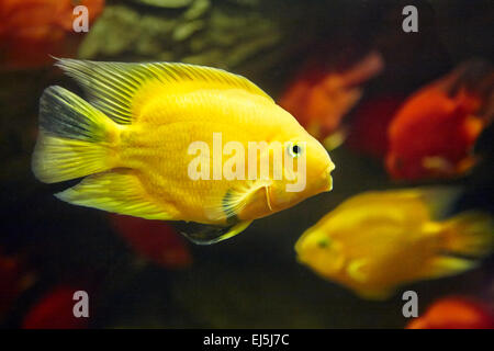 Blut Parrot Buntbarsche. Vinpearl Land Aquarium, Phu Quoc, Vietnam. Stockfoto