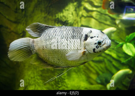 Riesige Gurami (Wissenschaftlicher Name: Osphronemus goramy), eine Pflanzenart aus der Gattung der großen gurami native nach Südostasien. Vinpearl Land Aquarium, Phu Quoc, Vietnam. Stockfoto