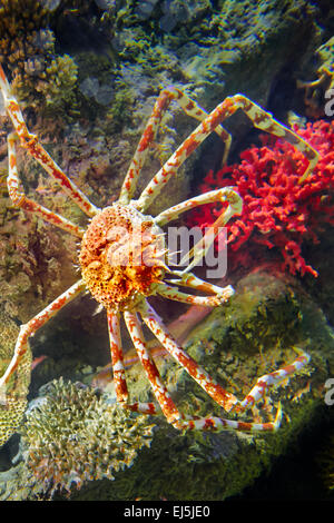 Japanische Seespinne. Wissenschaftlicher Name: Macrocheira Kaemferi. Vinpearl Land Aquarium, Phu Quoc, Vietnam. Stockfoto