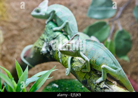 Das Jemenchamäleon. Wissenschaftlicher Name: Chamaeleo Calyptratus. Vinpearl Land Aquarium, Phu Quoc, Vietnam. Stockfoto