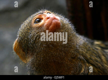 South American Pygmy Marmoset (Callithrix Pygmaea, Cebuella Pygmaea), eines der kleinsten Primaten der Welt Stockfoto