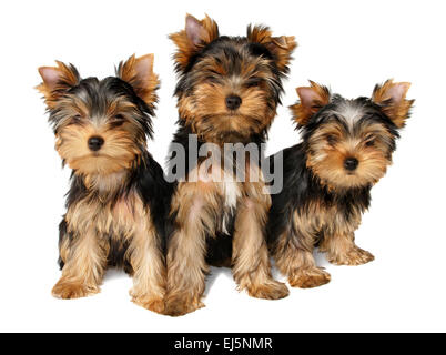 Drei süße Yorkshire Terrier Welpen isoliert auf weißem Hintergrund Stockfoto