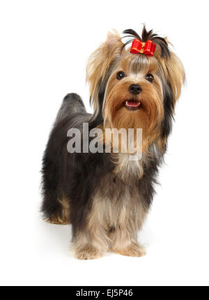 Yorkshire Terrier Show Klasse mit roter Schleife steht auf weißem Hintergrund Stockfoto