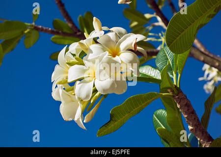 White Frangipani Blumen bei blauen Himmel. Wissenschaftlicher Name: Plumeria obtusa. Insel Phu Quoc, Provinz Kien Giang, Vietnam. Stockfoto