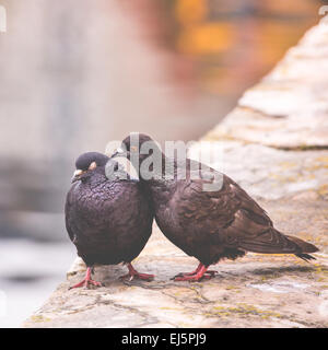 Zwei Tauben auf einem Holzpfosten Zuneigung zueinander Stockfoto